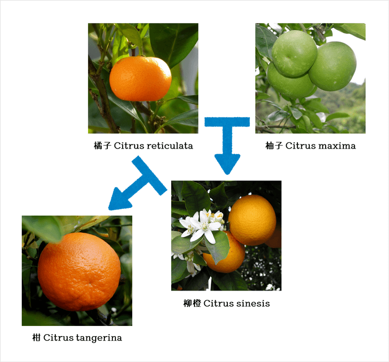 橘子與柚子相互雜交;橘子與柳橙相互雜交