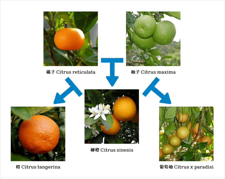 柚子與橙相互雜交=葡萄柚