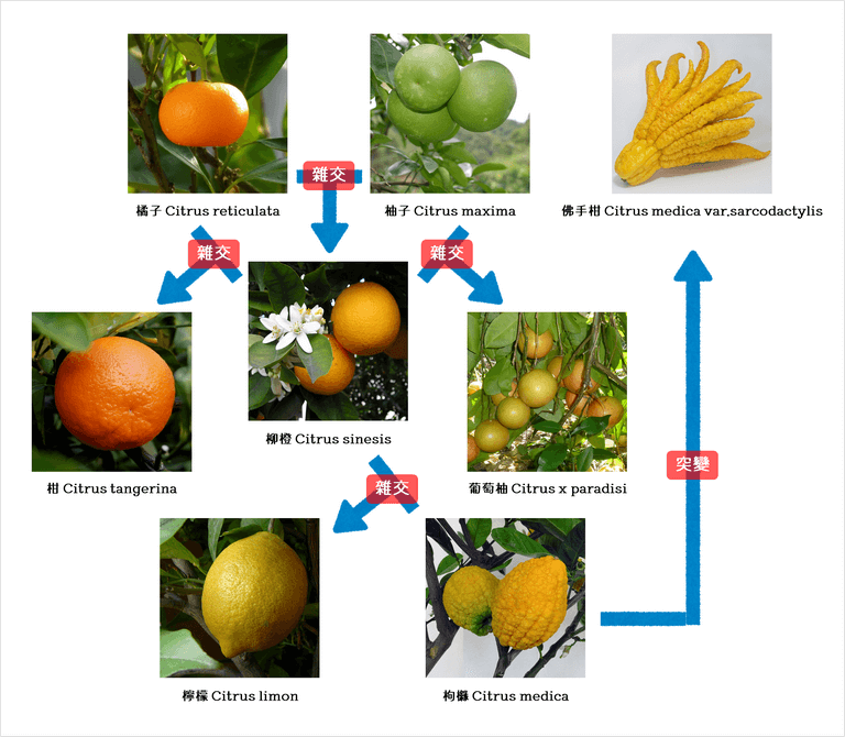 柑橘家族的種植技巧以及育種技巧