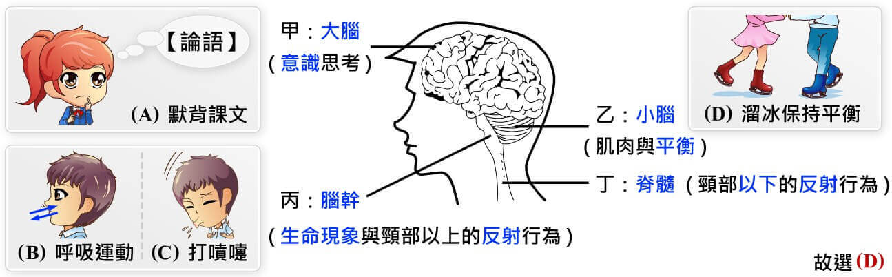 神經系統