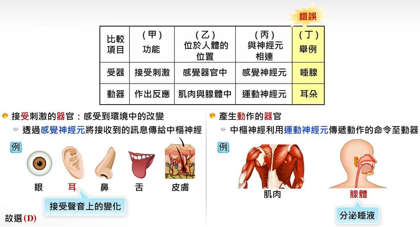 神經系統