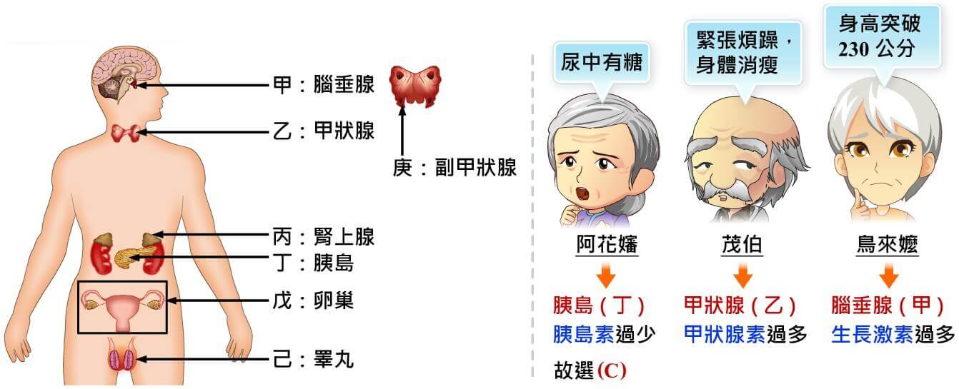 內分泌系統