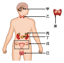 內分泌系統