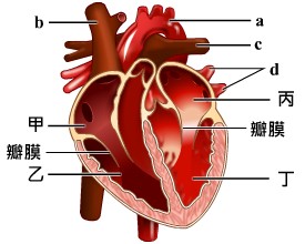 動物體內物質的運輸