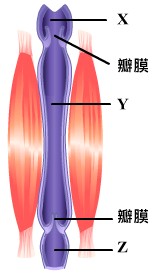 動物體內物質的運輸