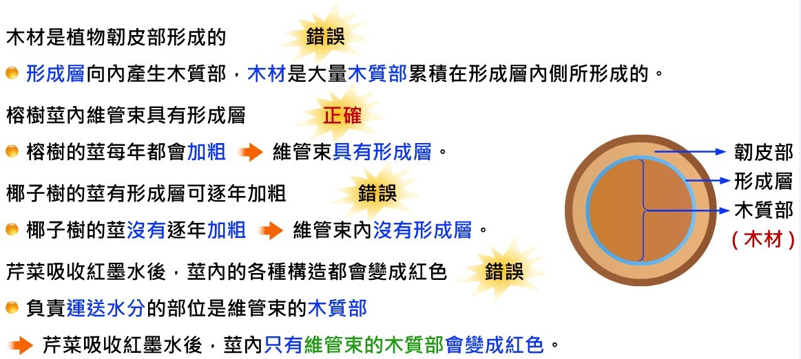國中一年級上學期 第一冊生物題庫q21 植物的運輸構造