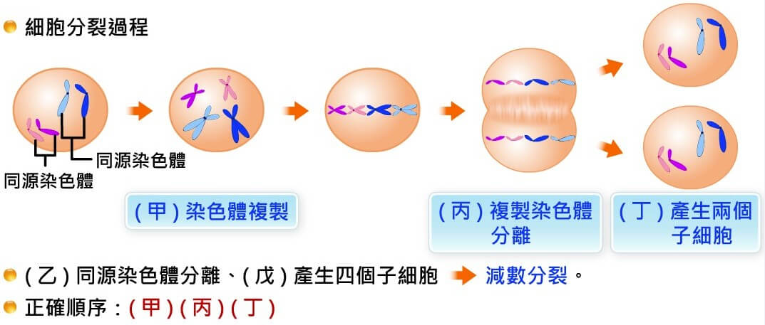 細胞的分裂