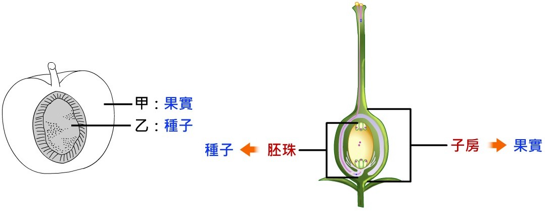 有性生殖