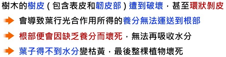 植物的運輸構造