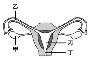 有性生殖