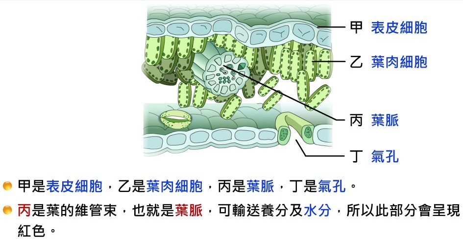 植物的運輸構造
