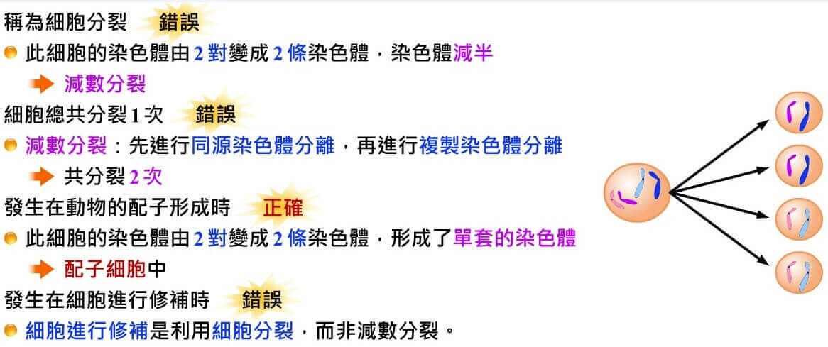細胞的分裂