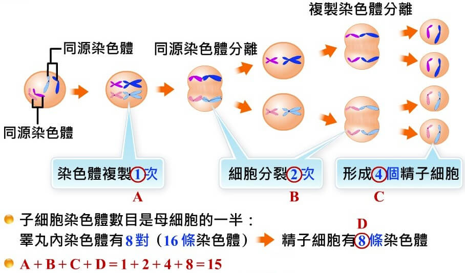 細胞的分裂