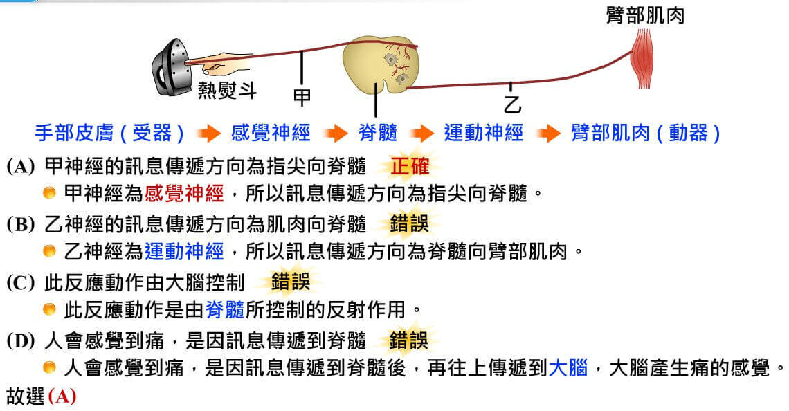 神經系統