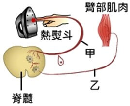 神經系統