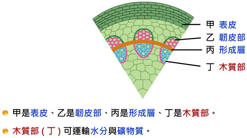 植物的運輸構造