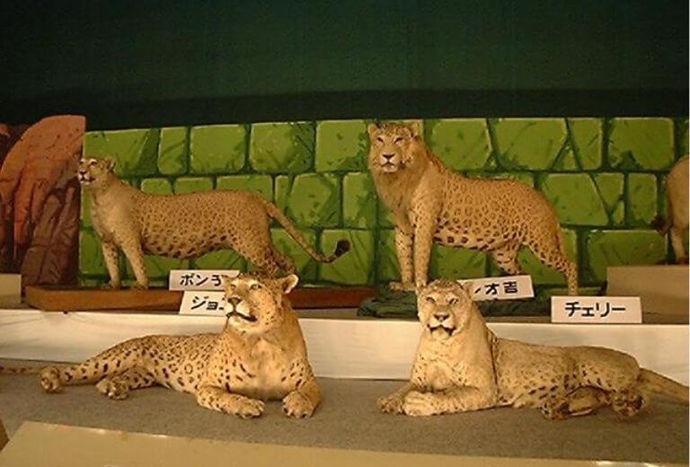 豹獅 Leopon