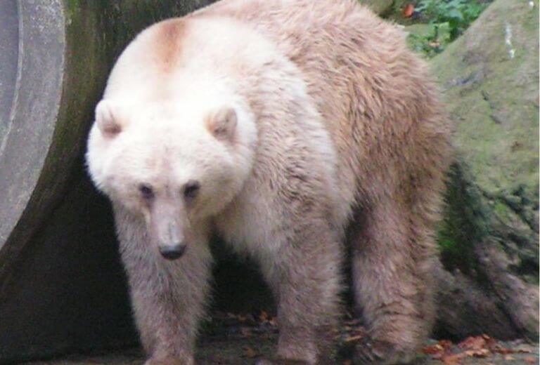 北極灰熊 grolar bear