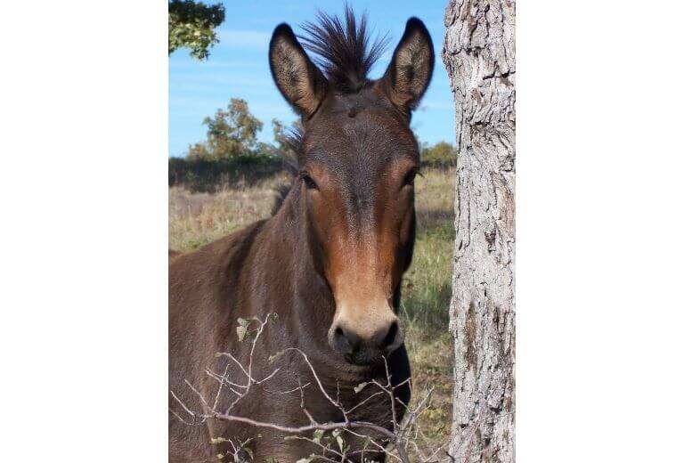 騾(Mule)